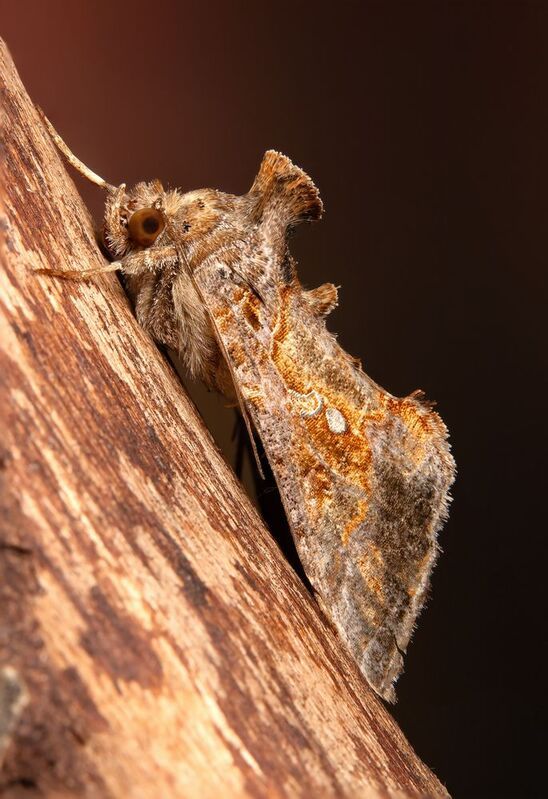 Chrysodeixis includens фото превью