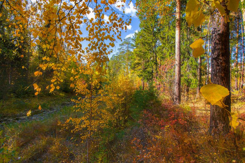 Осенние листья фото превью