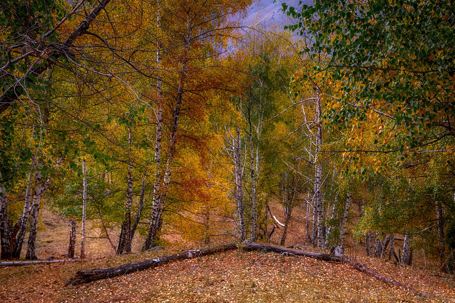 кыргызстан, ала-арча, Элина Магалимова