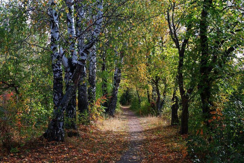 ***** фото превью