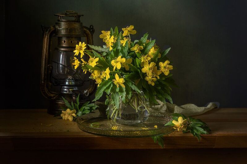 Ветреница лютичная фото превью