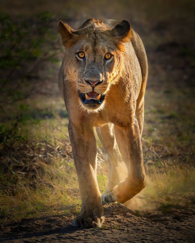 Meeting with the king фото превью