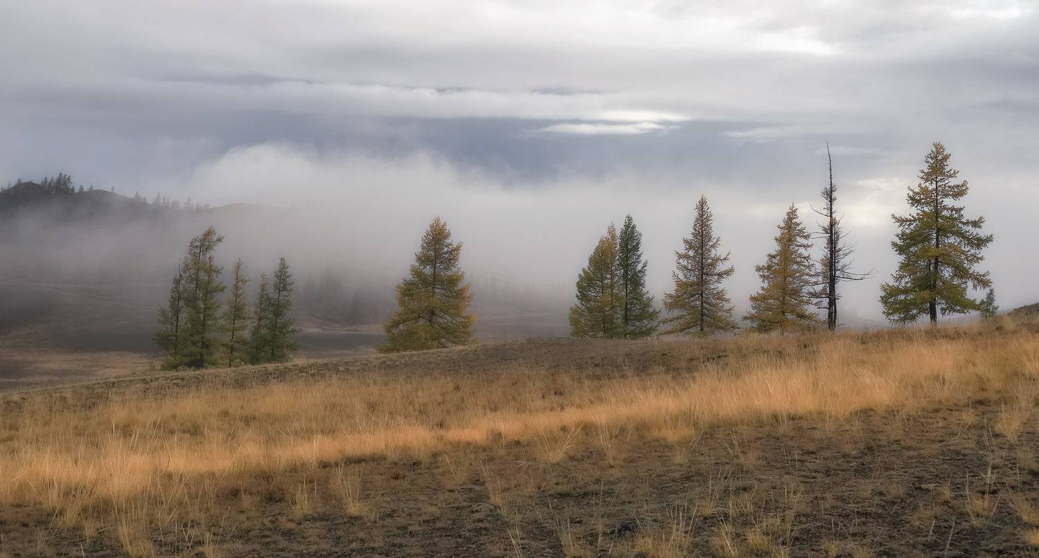 алтай, северо-чуйский хребет, лиственницы, туман, Марина Фомина
