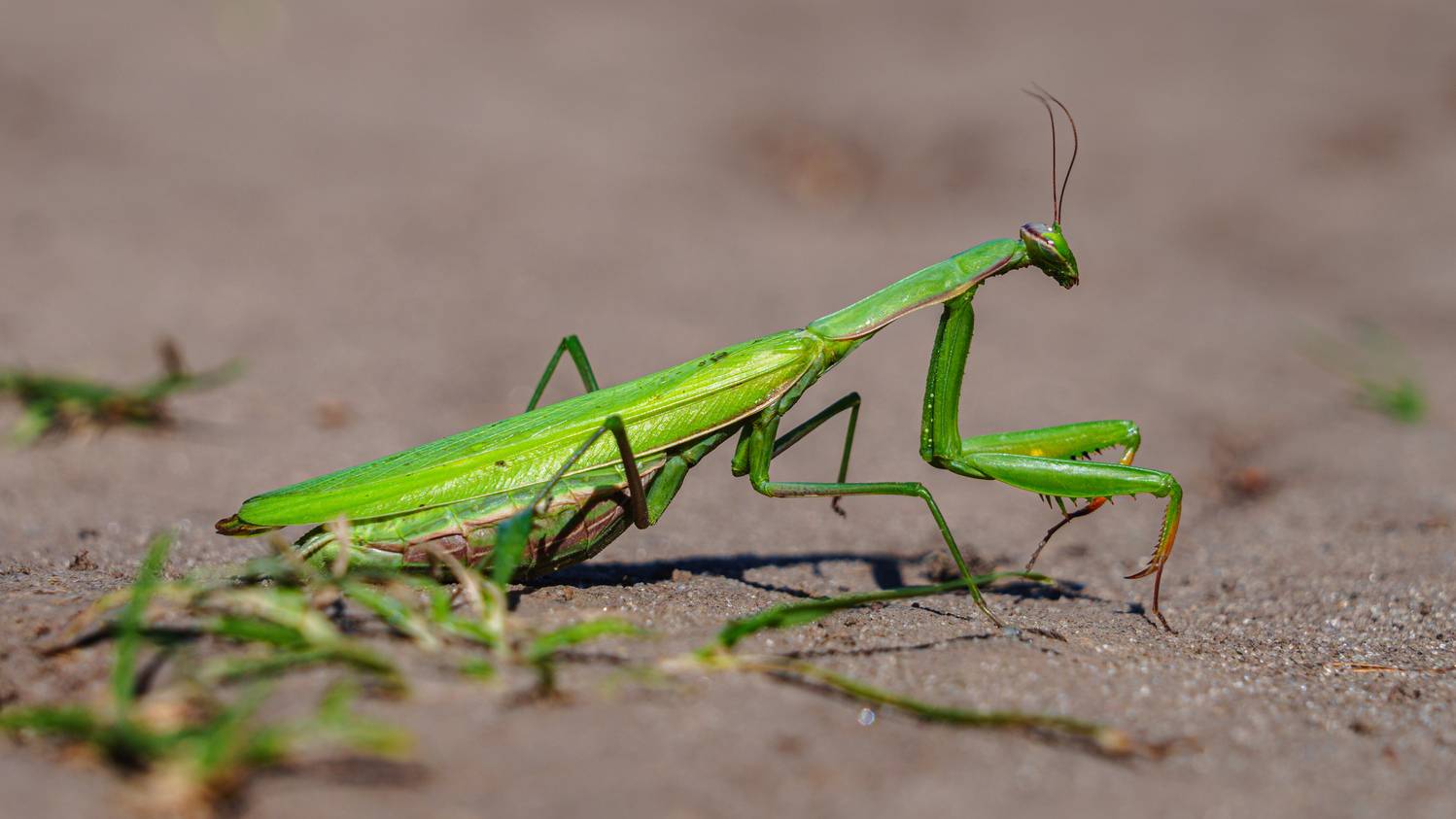 , Вертиков Юрий