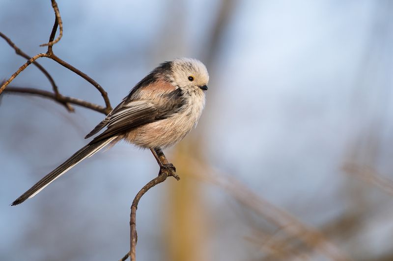 Long-tailed Ti  фото превью