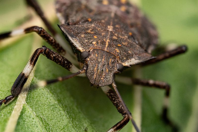 Halyomorpha halys фото превью