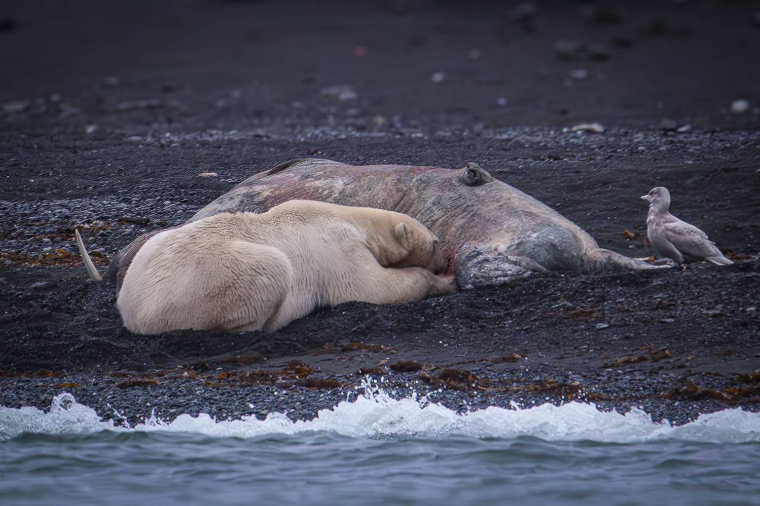 , Лаврентьев Александр
