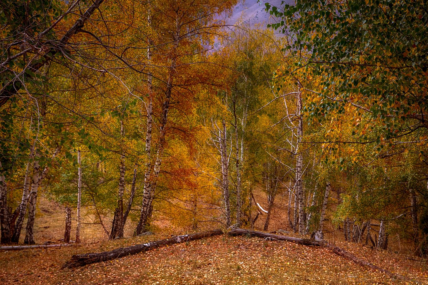 кыргызстан, ала-арча, Элина Магалимова