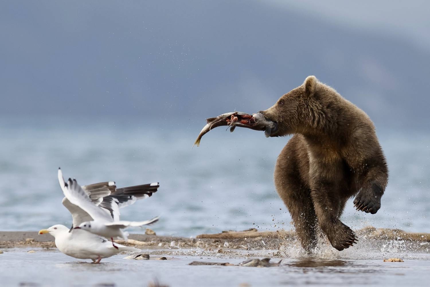 , Голубков Леонид