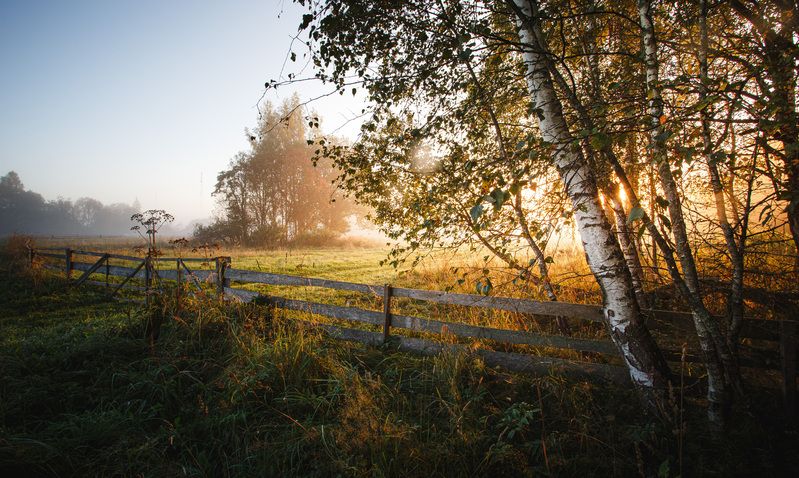 сентябрь Торбеево Осеннее утро... фото превью