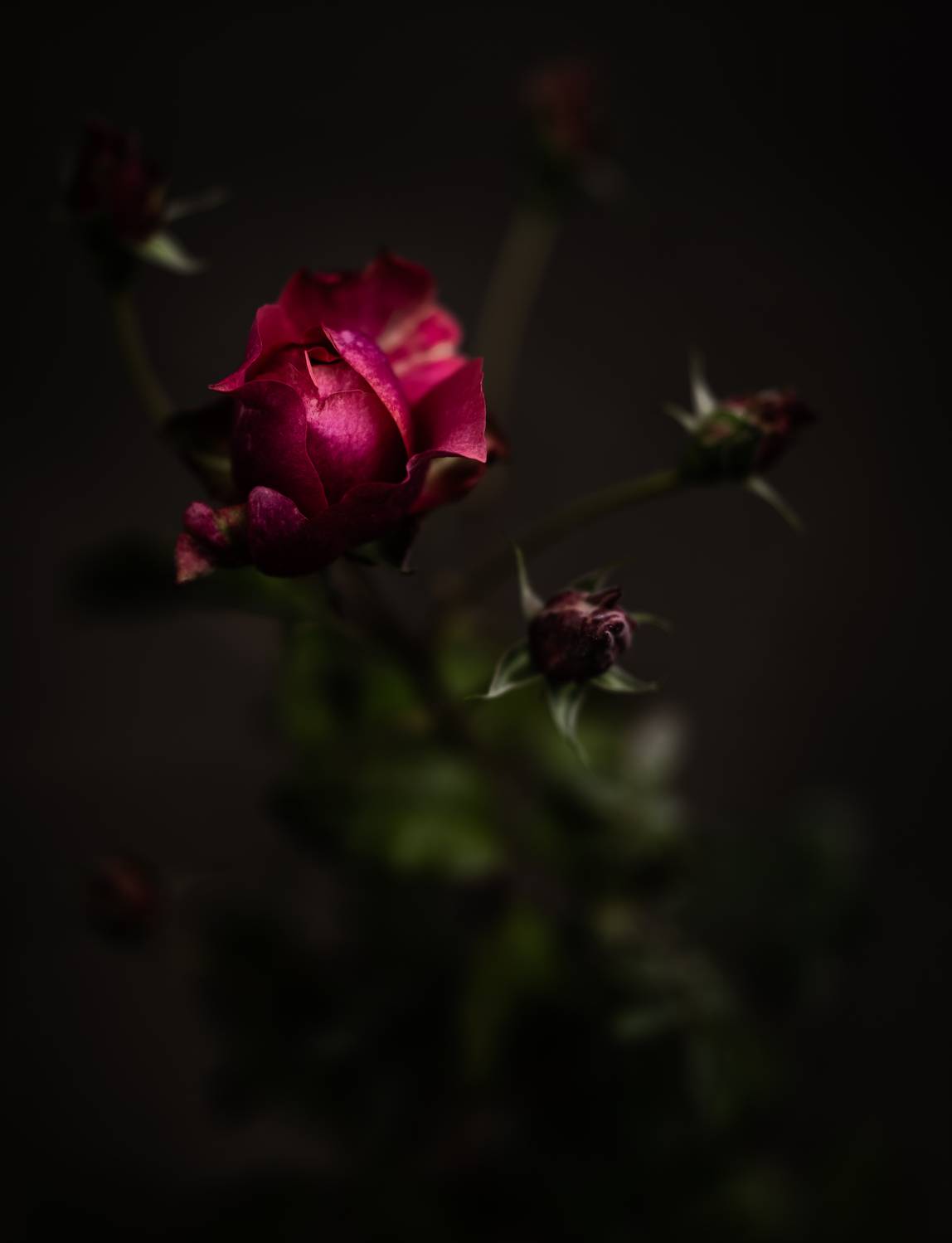 , Курлянцев Алексей