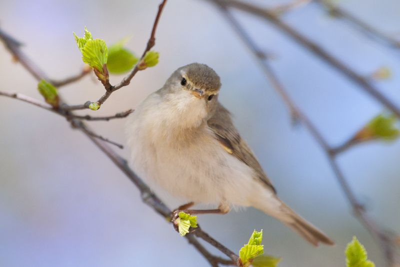Пеночка на веточке фото превью