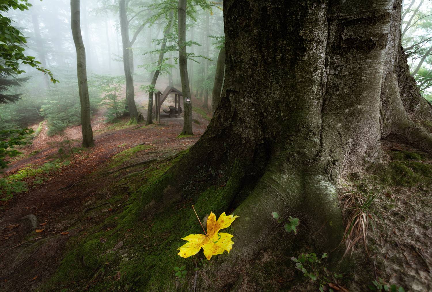 ,  Mirosław Pruchnicki