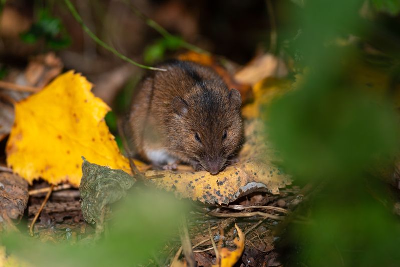 мышь, мышка, полевая мышь, новосибирск, академгородок, лес, природа, фотоохота, осень Сонный мышонок фото превью