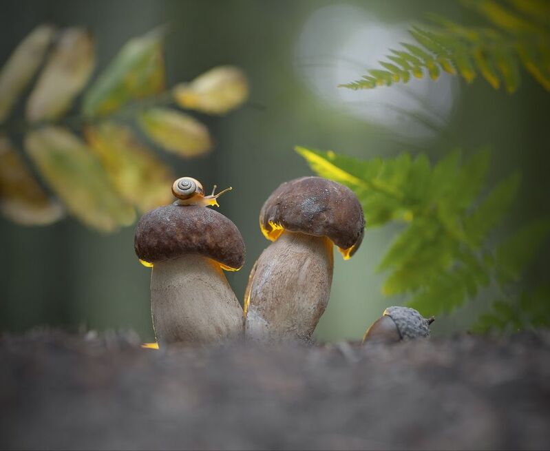 боровик, улитка, природа, беларусь Где один гриб, там и другой... фото превью