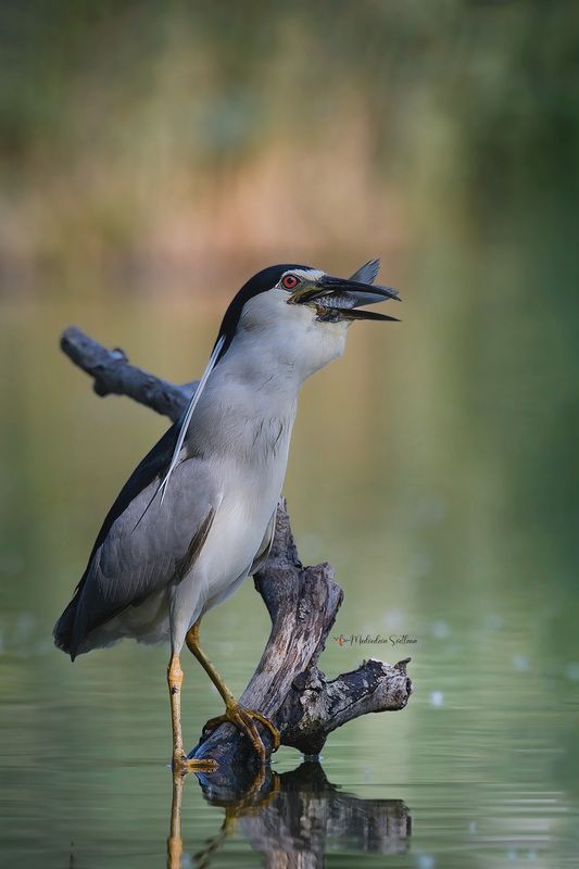 фотоохота, птица, кваква, цапля Было вкусно. фото превью