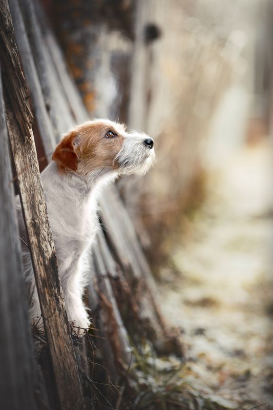 Верность фото превью