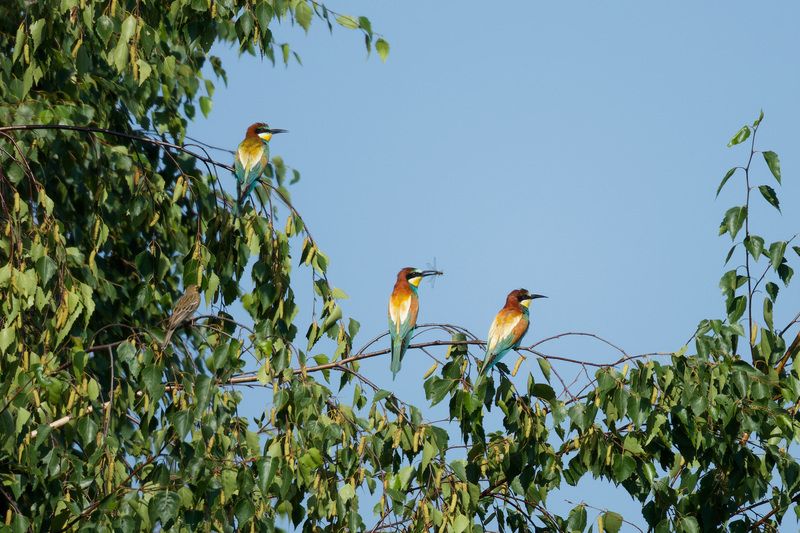 Золотистые щурки фото превью