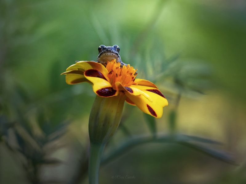 лягушонок, бархатцы  фото превью