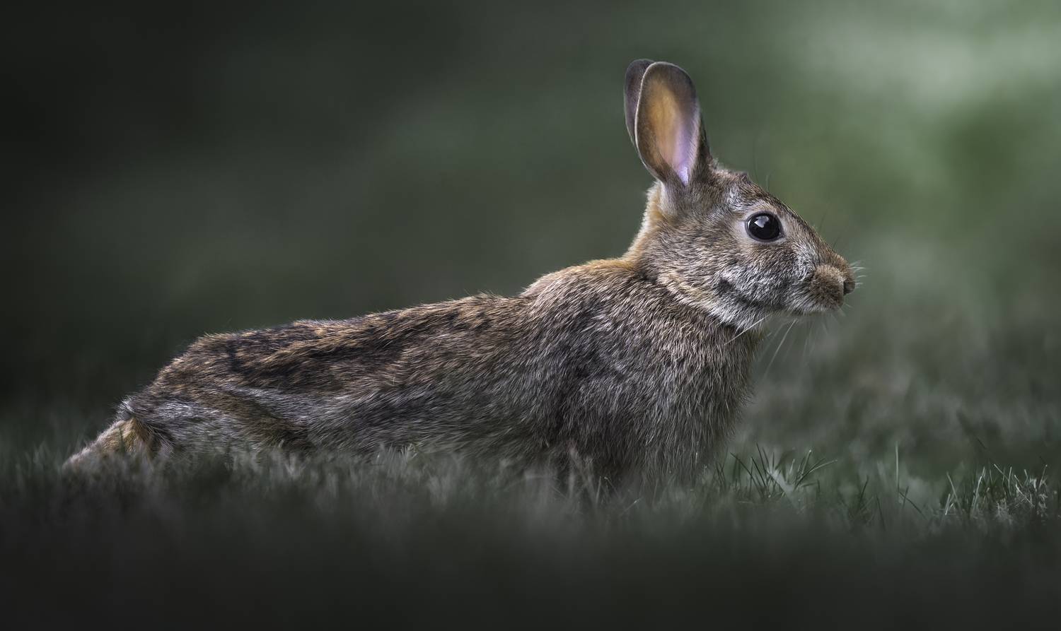 rabbit, bunny, animal, wild, nature, Atul Saluja