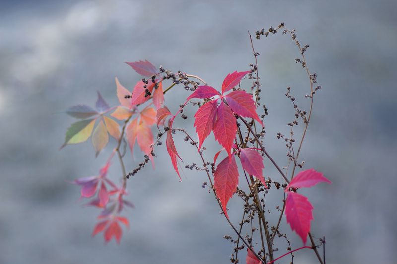 девичий виноград пятилисточковый Девичий виноград. фото превью