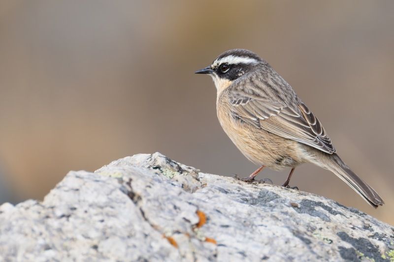 бледная завирушка, завирушка, птицы Бледная завирушка фото превью