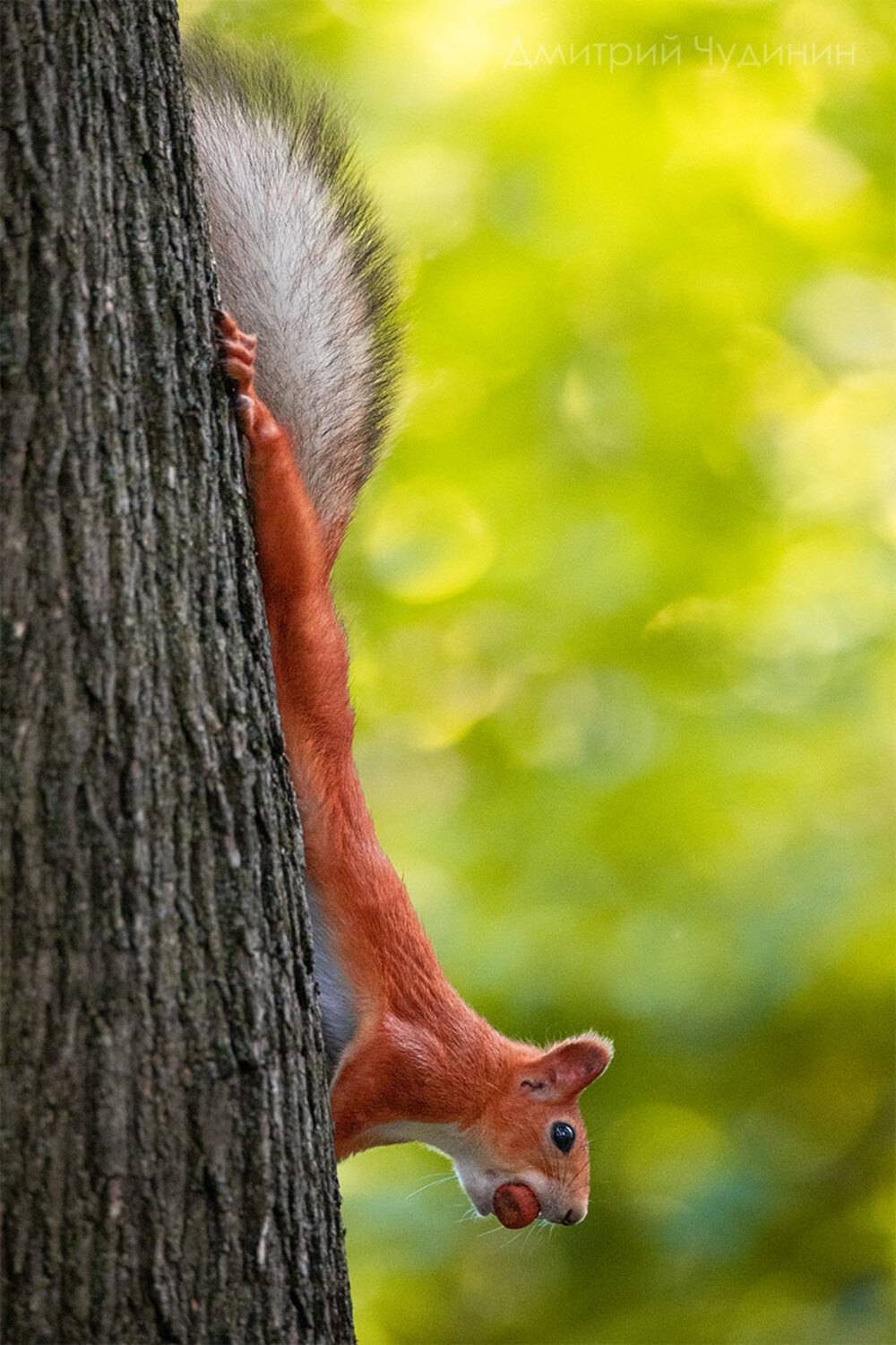 , Чудинин Дмитрий