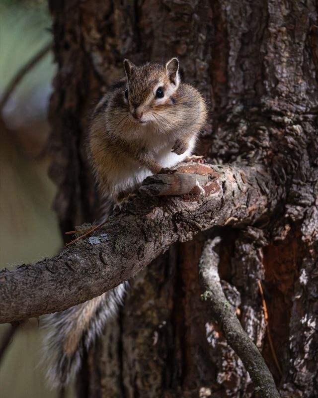 бурундук, алтай Бурундук фото превью