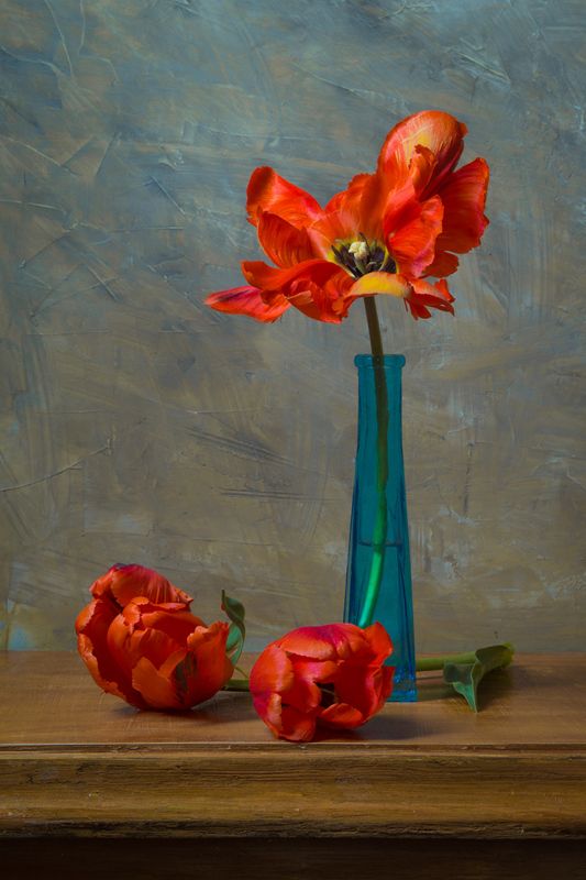 Красные тюльпаны. фото превью