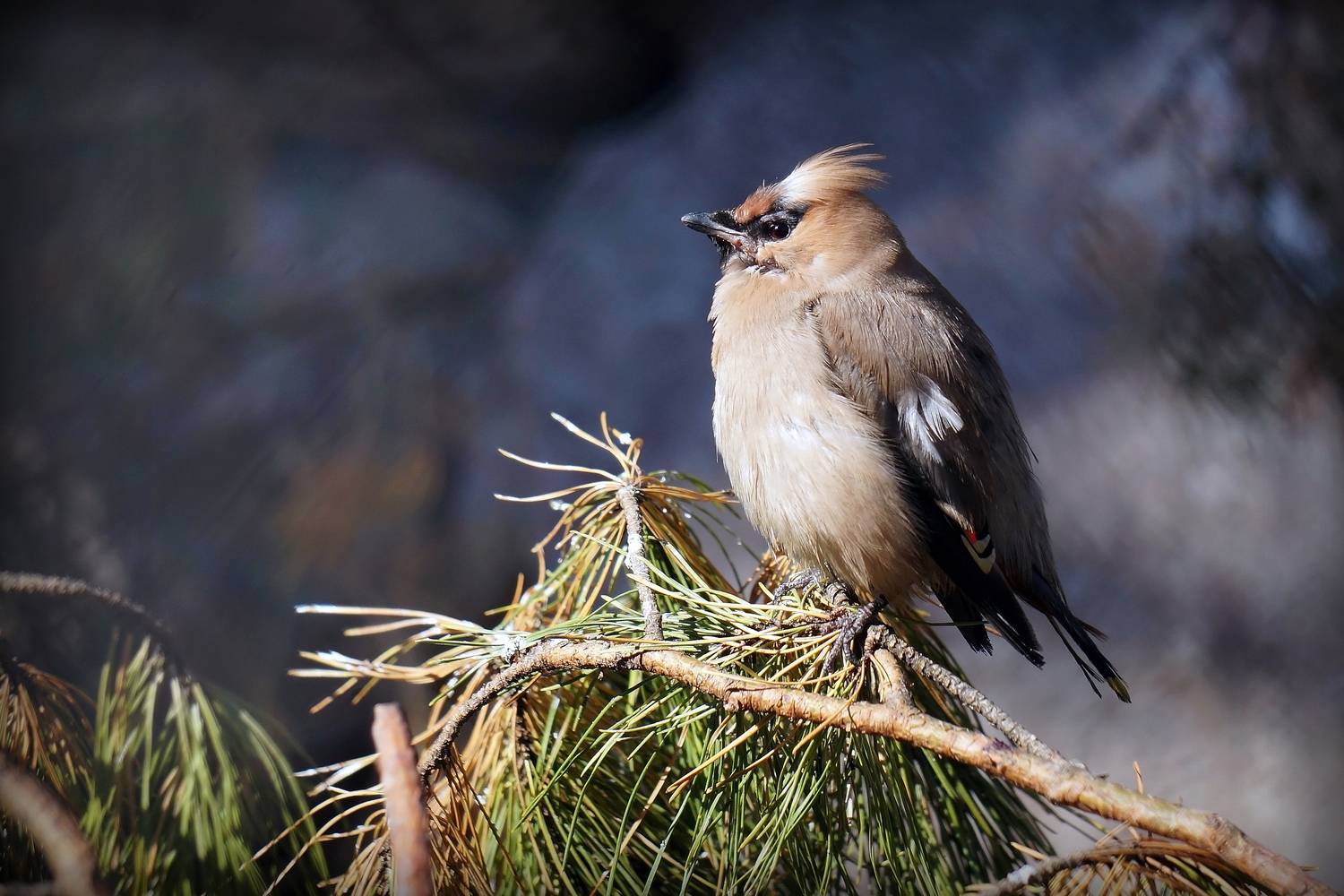 свиристель, свиристели, птицы, настоящие птицы, певчие воробьиные,,  Людмила