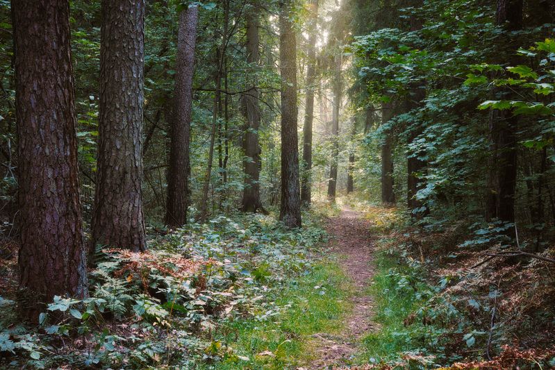 В осеннем лесу фото превью