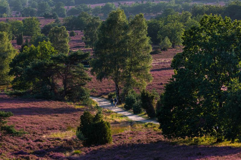 Lüneburg Heath, Germany фото превью