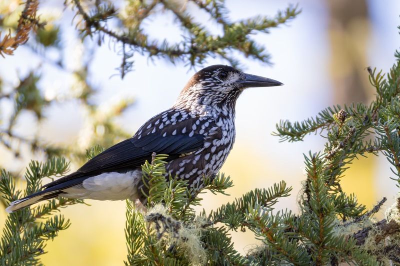 кедровка, птицы, алтай Кедровка фото превью