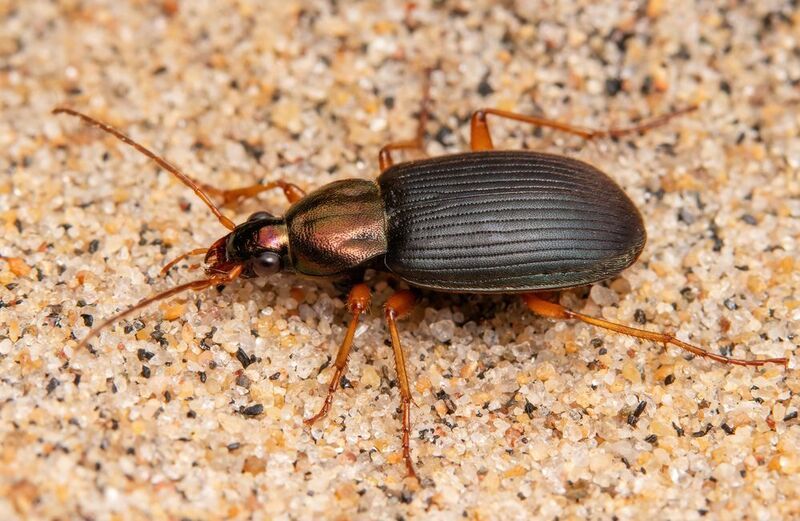 макрофото, макрофотографии, фотомакро, насекомые, макромир, макрофотограф, макроаддикт, макро_мир, naturelovers, naturelover, naturephotography, macrolove, macro_love, biodiversity, macrophotography, macro, macronature, entomology, arthropods, arthropod,  Chlaenius aestivus фото превью