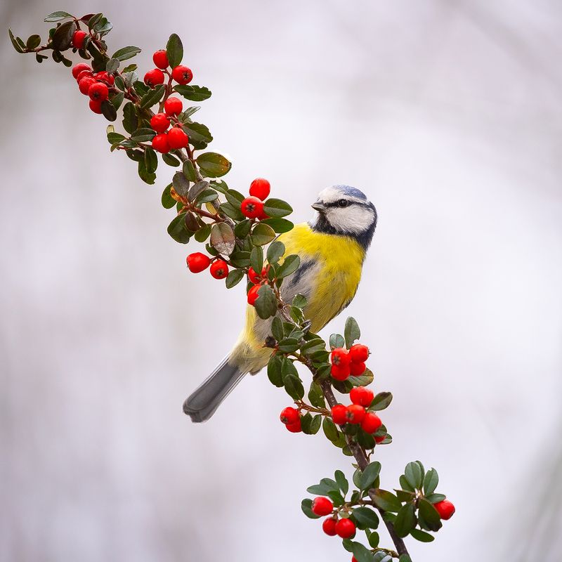 Titmouse фото превью