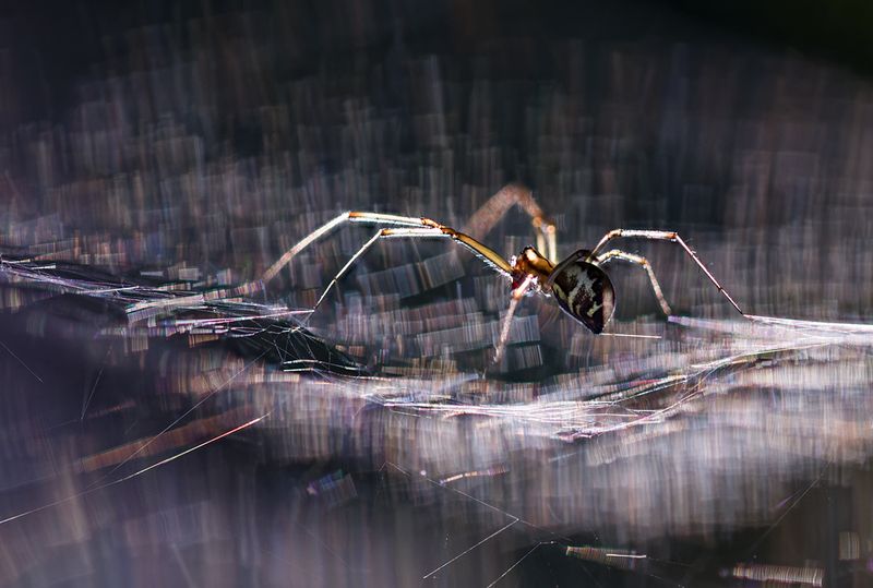макро, паук, spider, macro Искры света фото превью