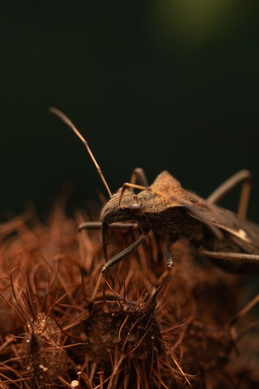 Megalotomus ornaticeps фото превью