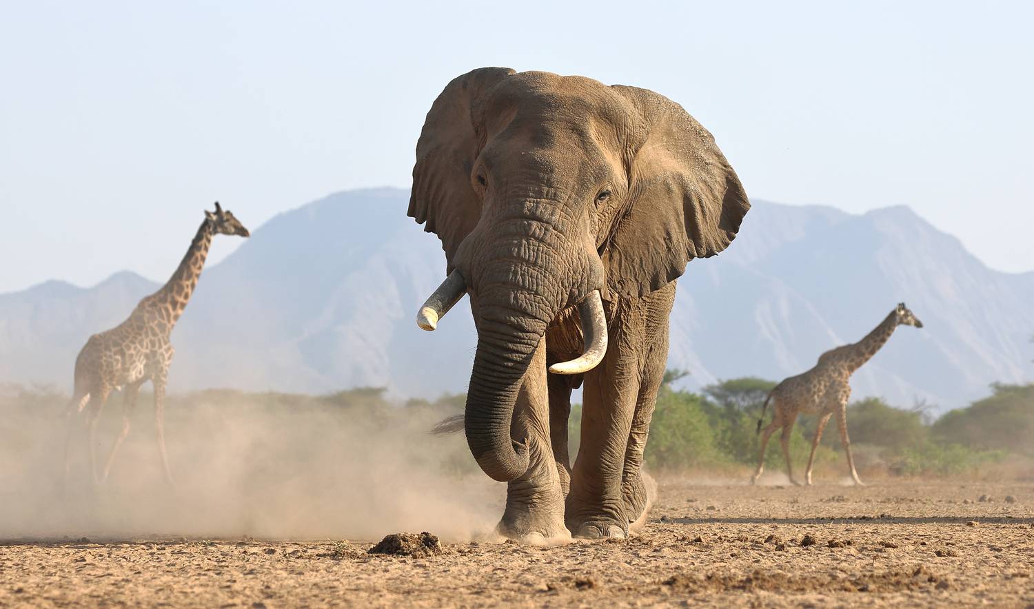 , Гудков Андрей