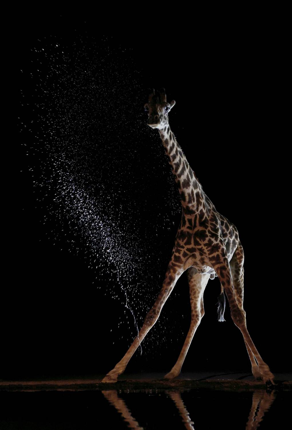 , Гудков Андрей