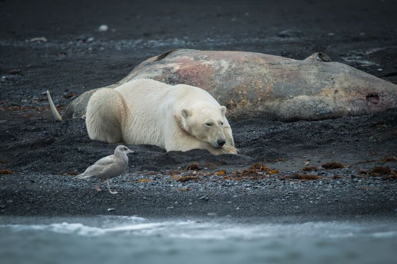 арктика Хозяин Арктики! фото превью