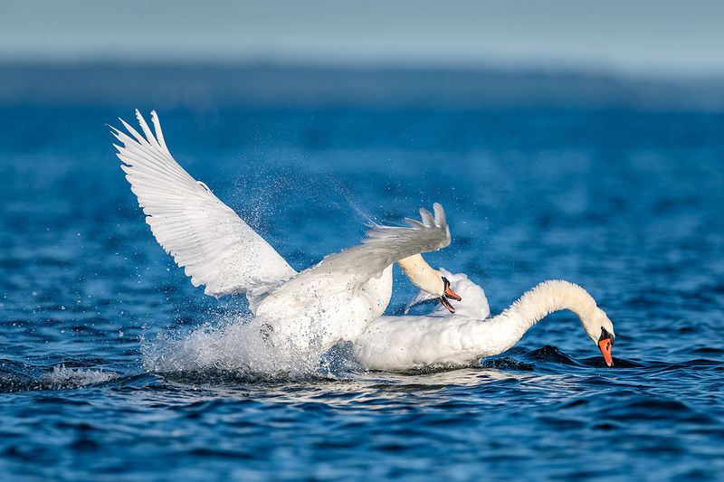 Соседские споры. фото превью