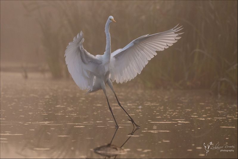 Болотная балерина фото превью