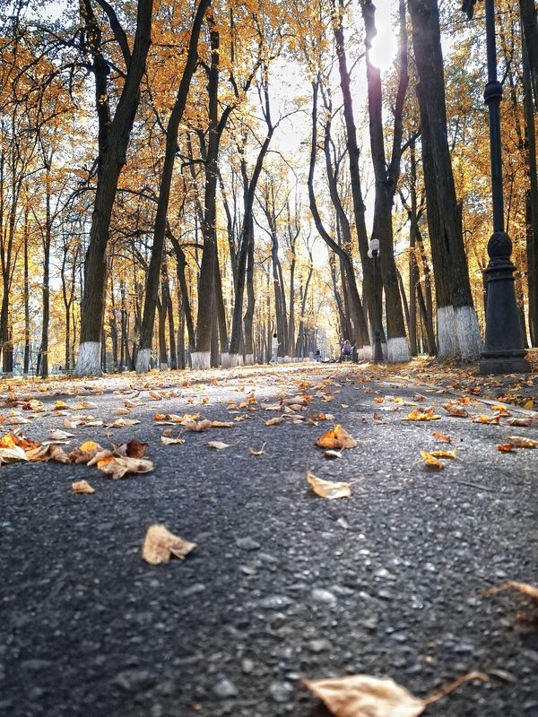 Осенняя аллея..... фото превью