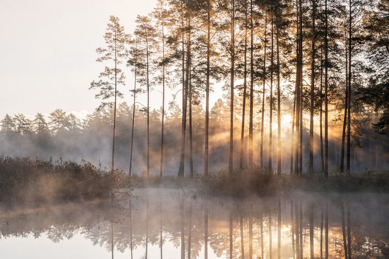 Туманное утро фото превью