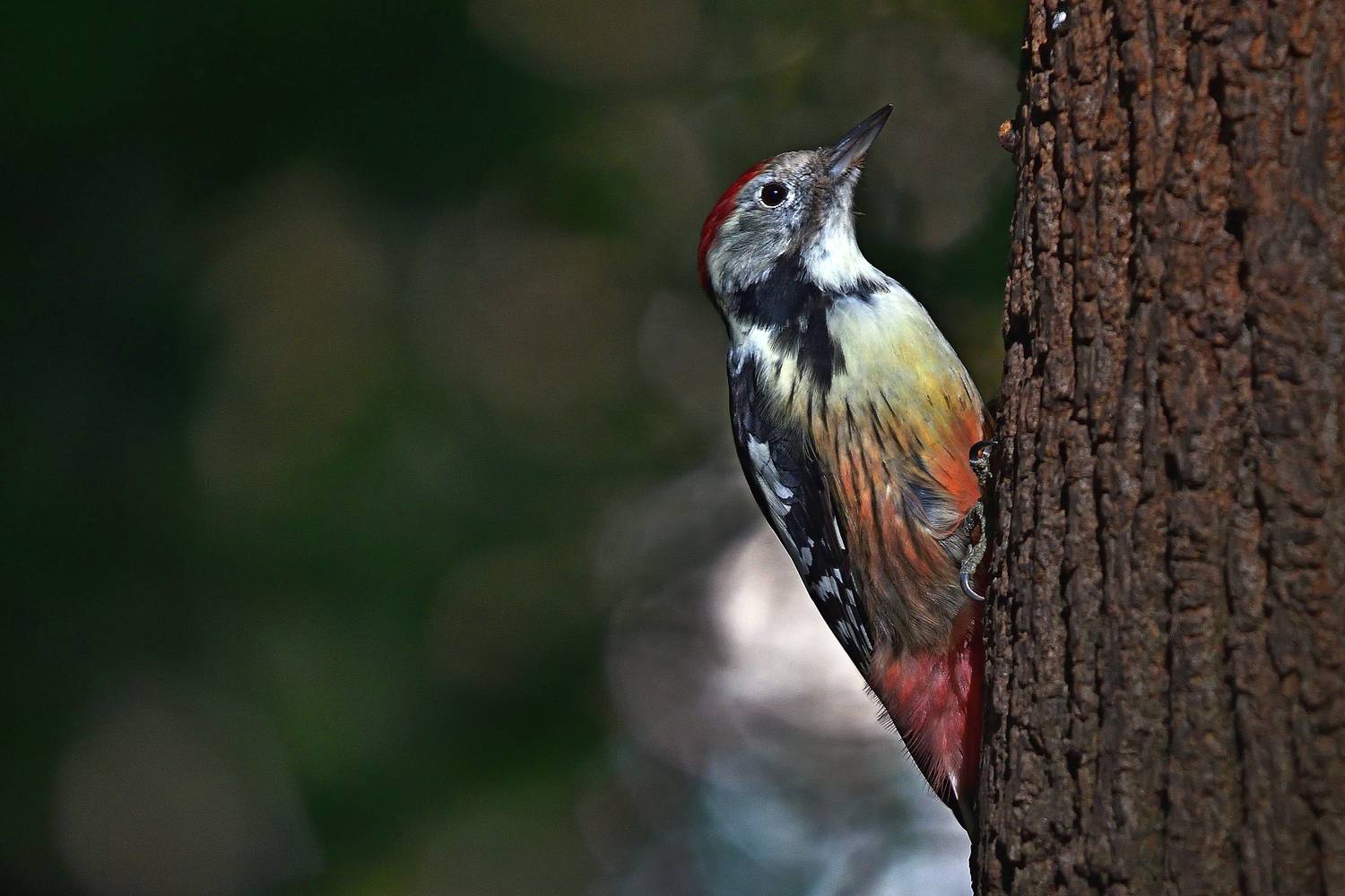 , Корнейчук Игорь