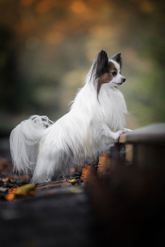 ..... фото превью