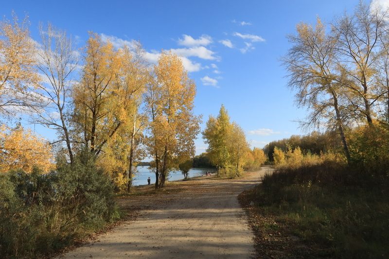 дорога,река,осень,деревья Дорога вдоль реки фото превью