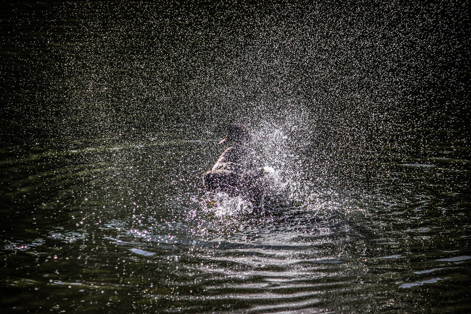 утка, брызги, солнце, КарОл