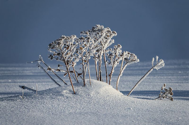 Frosty bush фото превью