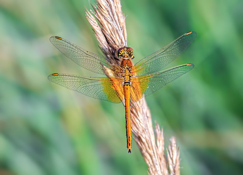 стрекоза, роса, утро, лето, июль Июльским утром фото превью